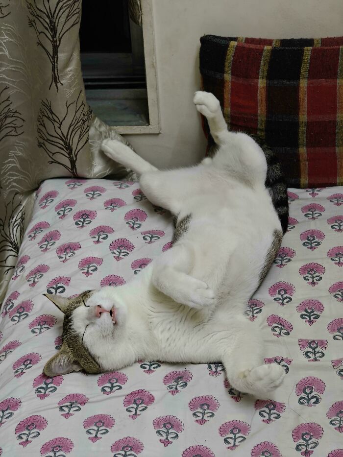 124 Times People Saw Animals Enjoying A Nap And Just Had To Take A Picture 124 Times People Saw Animals Enjoying A Nap And Just Had To Take A Picture