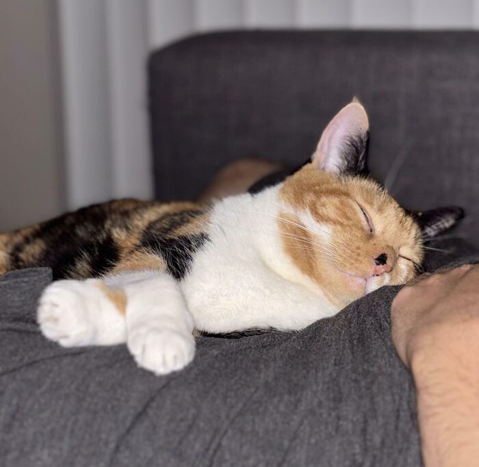 124 Times People Saw Animals Enjoying A Nap And Just Had To Take A Picture 124 Times People Saw Animals Enjoying A Nap And Just Had To Take A Picture