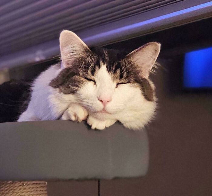 124 Times People Saw Animals Enjoying A Nap And Just Had To Take A Picture 124 Times People Saw Animals Enjoying A Nap And Just Had To Take A Picture