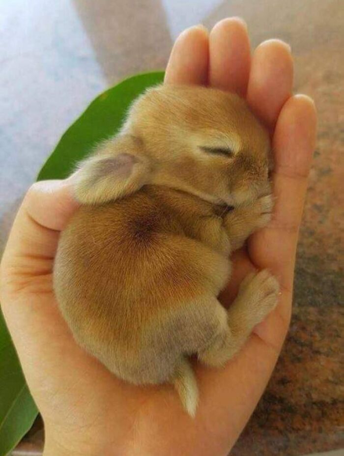 124 Times People Saw Animals Enjoying A Nap And Just Had To Take A Picture 124 Times People Saw Animals Enjoying A Nap And Just Had To Take A Picture