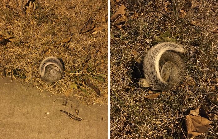 124 Times People Saw Animals Enjoying A Nap And Just Had To Take A Picture 124 Times People Saw Animals Enjoying A Nap And Just Had To Take A Picture