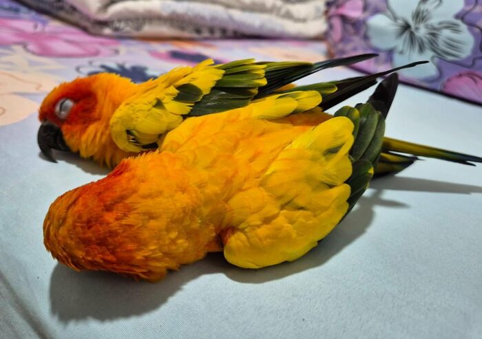 124 Times People Saw Animals Enjoying A Nap And Just Had To Take A Picture 124 Times People Saw Animals Enjoying A Nap And Just Had To Take A Picture