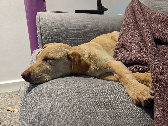 124 Times People Saw Animals Enjoying A Nap And Just Had To Take A Picture 124 Times People Saw Animals Enjoying A Nap And Just Had To Take A Picture