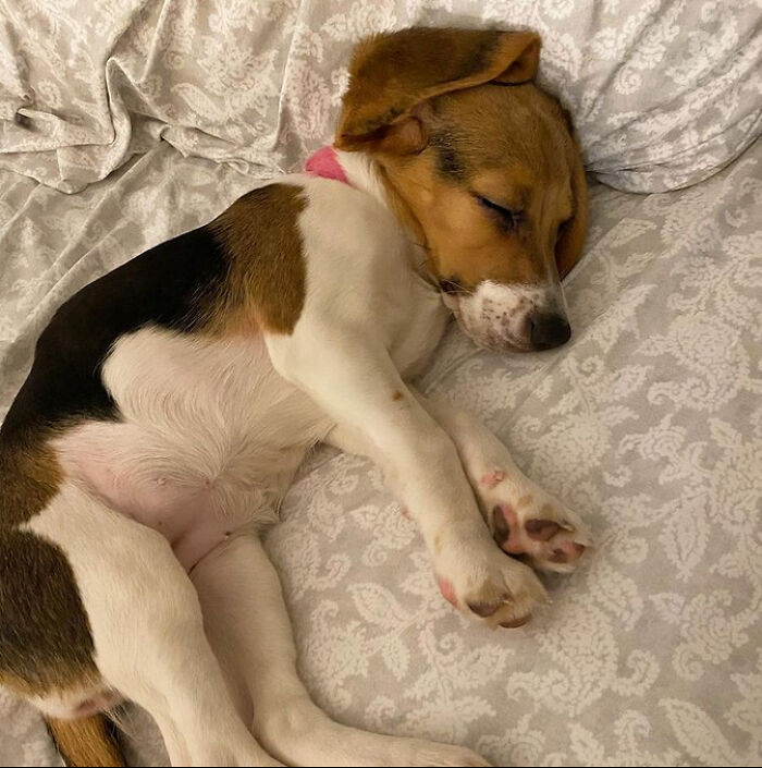 124 Times People Saw Animals Enjoying A Nap And Just Had To Take A Picture 124 Times People Saw Animals Enjoying A Nap And Just Had To Take A Picture