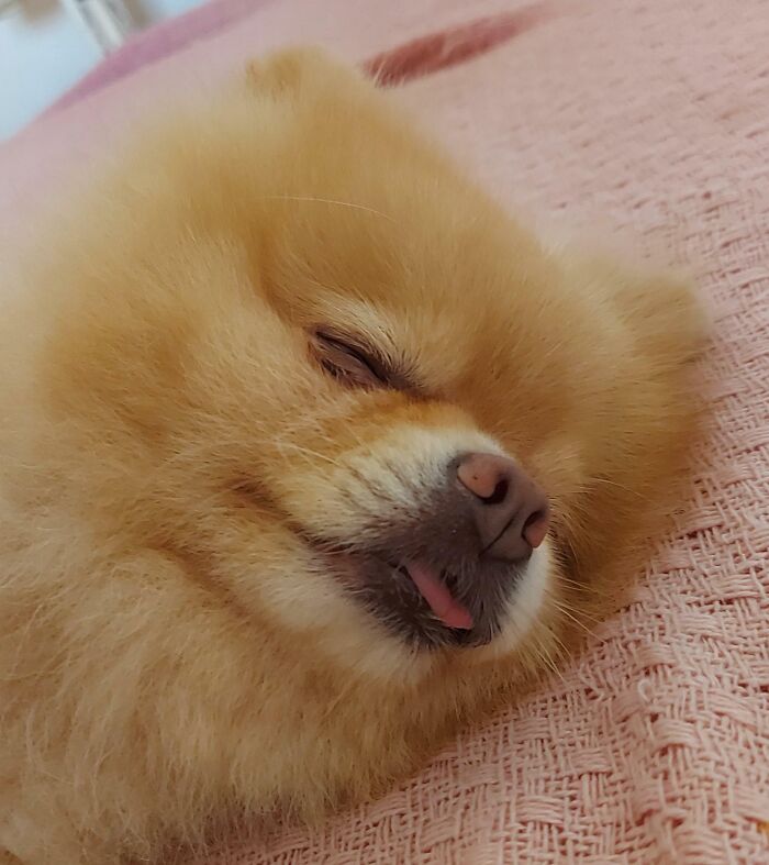 124 Times People Saw Animals Enjoying A Nap And Just Had To Take A Picture 124 Times People Saw Animals Enjoying A Nap And Just Had To Take A Picture