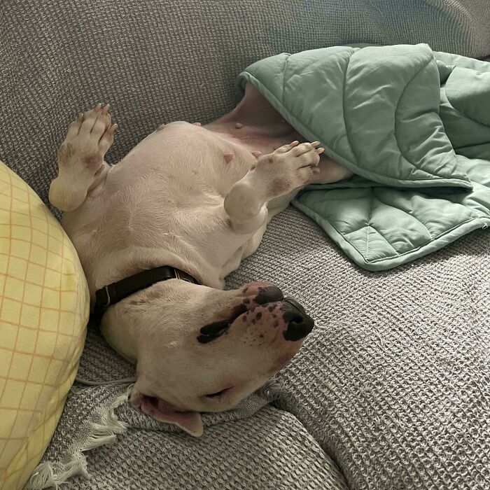 124 Times People Saw Animals Enjoying A Nap And Just Had To Take A Picture 124 Times People Saw Animals Enjoying A Nap And Just Had To Take A Picture