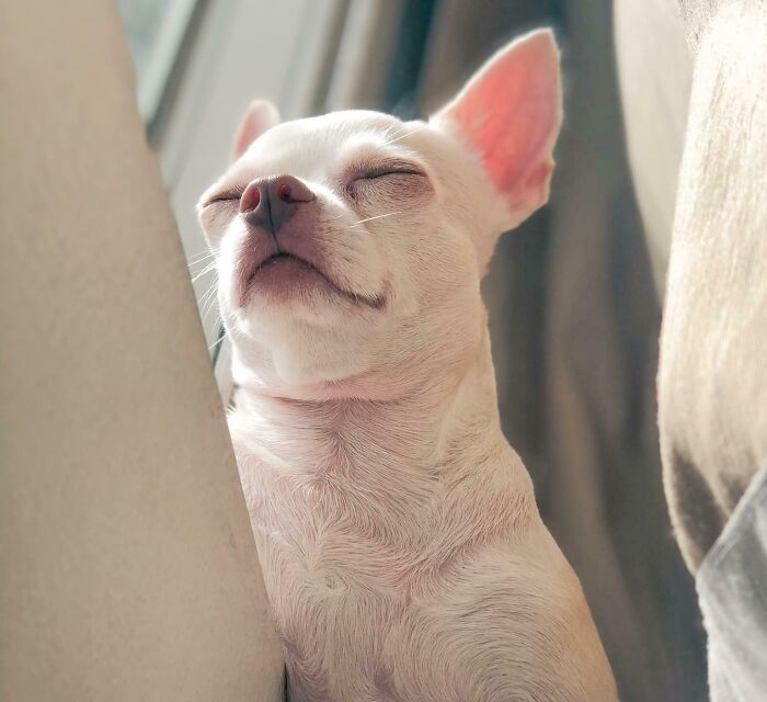 124 Times People Saw Animals Enjoying A Nap And Just Had To Take A Picture 124 Times People Saw Animals Enjoying A Nap And Just Had To Take A Picture