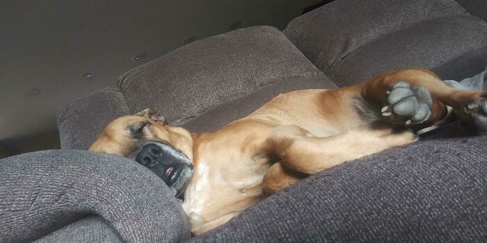 124 Times People Saw Animals Enjoying A Nap And Just Had To Take A Picture 124 Times People Saw Animals Enjoying A Nap And Just Had To Take A Picture