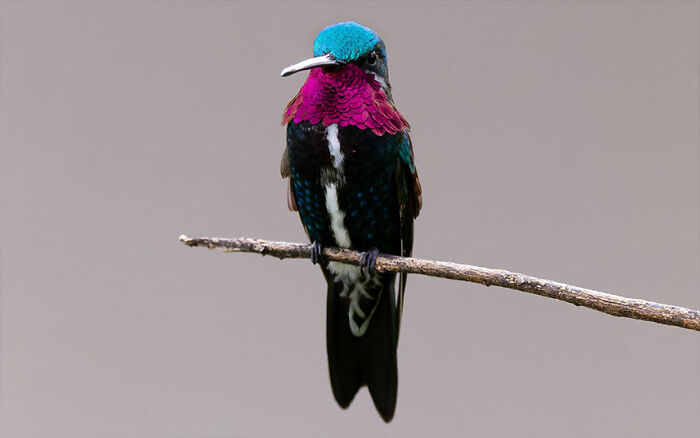 This Wildlife Photographer Explores The Vibrant World Of Brazilian Birds This Wildlife Photographer Explores The Vibrant World Of Brazilian Birds
