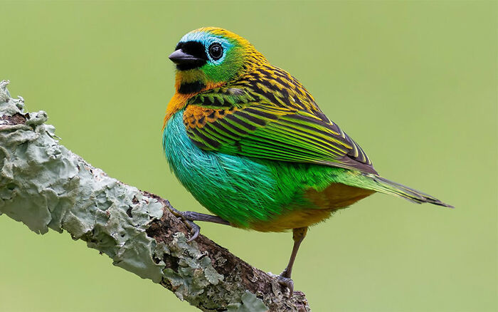 This Wildlife Photographer Explores The Vibrant World Of Brazilian Birds This Wildlife Photographer Explores The Vibrant World Of Brazilian Birds