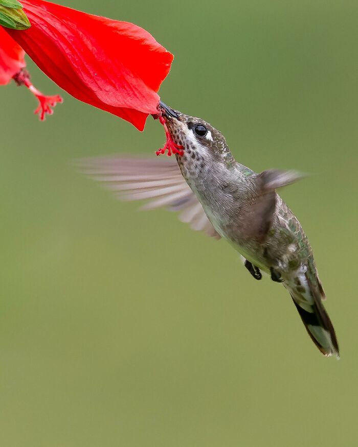 This Wildlife Photographer Explores The Vibrant World Of Brazilian Birds This Wildlife Photographer Explores The Vibrant World Of Brazilian Birds