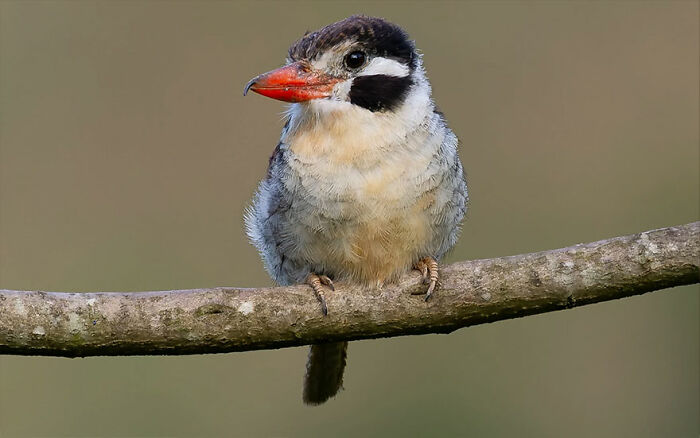 This Wildlife Photographer Explores The Vibrant World Of Brazilian Birds This Wildlife Photographer Explores The Vibrant World Of Brazilian Birds