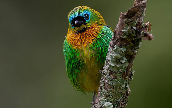 This Wildlife Photographer Explores The Vibrant World Of Brazilian Birds This Wildlife Photographer Explores The Vibrant World Of Brazilian Birds