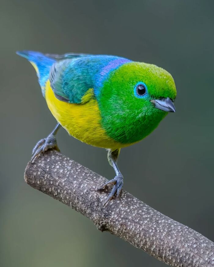 This Wildlife Photographer Explores The Vibrant World Of Brazilian Birds This Wildlife Photographer Explores The Vibrant World Of Brazilian Birds