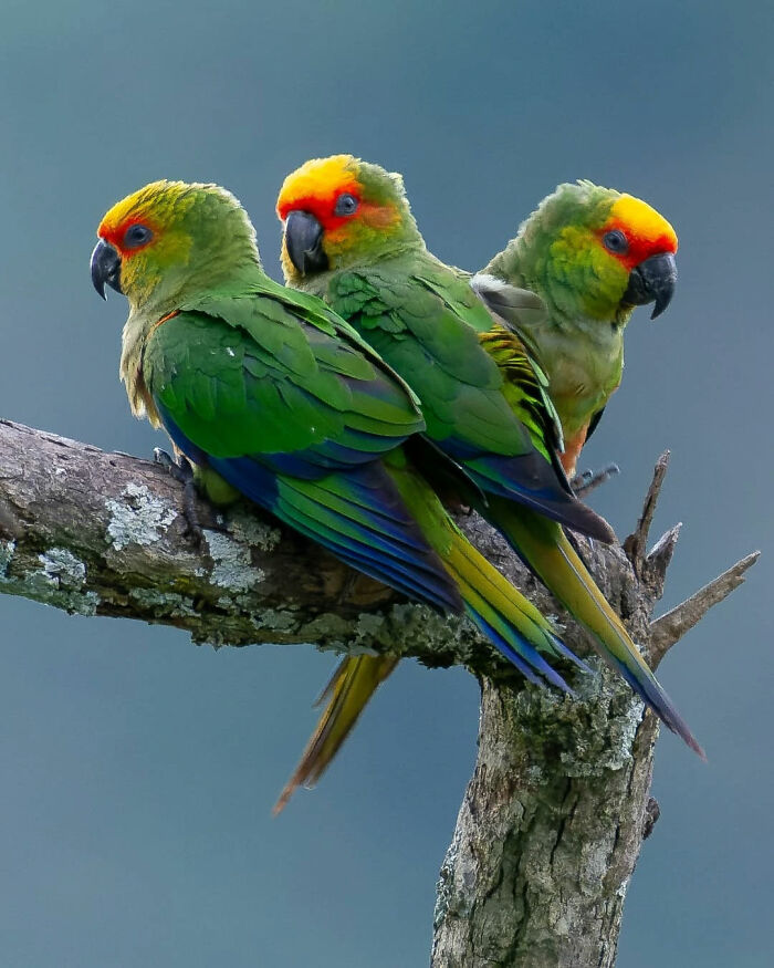 This Wildlife Photographer Explores The Vibrant World Of Brazilian Birds This Wildlife Photographer Explores The Vibrant World Of Brazilian Birds