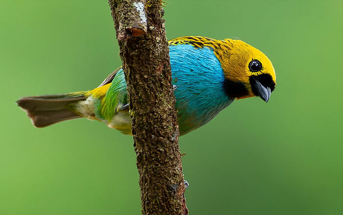 This Wildlife Photographer Explores The Vibrant World Of Brazilian Birds This Wildlife Photographer Explores The Vibrant World Of Brazilian Birds