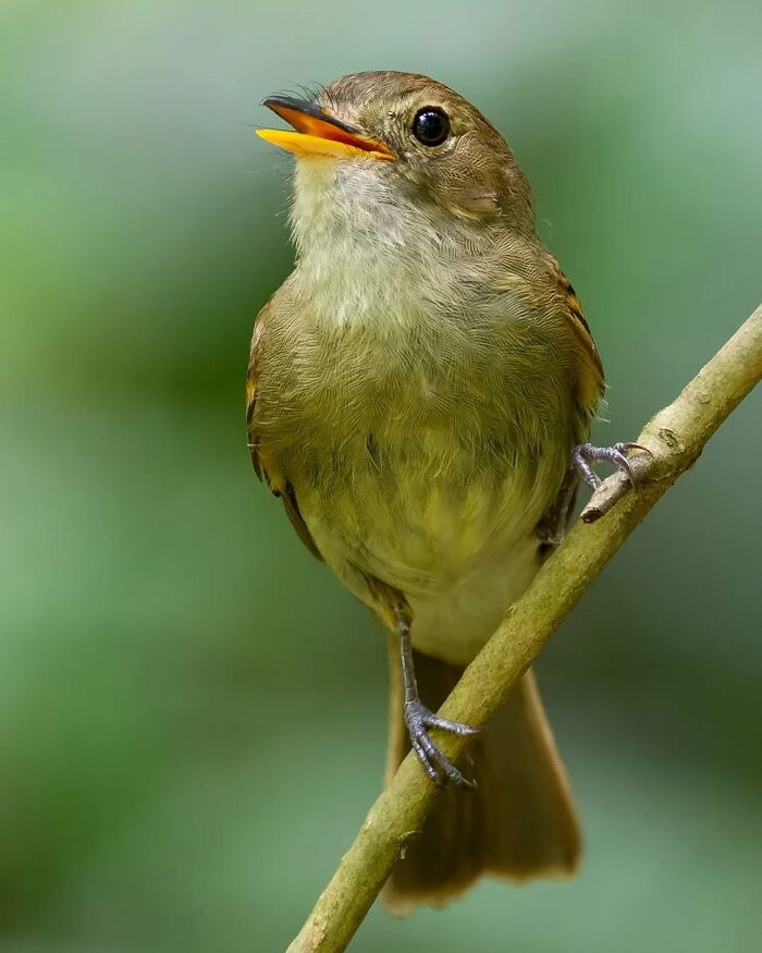 This Wildlife Photographer Explores The Vibrant World Of Brazilian Birds This Wildlife Photographer Explores The Vibrant World Of Brazilian Birds