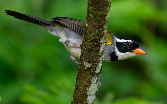 This Wildlife Photographer Explores The Vibrant World Of Brazilian Birds This Wildlife Photographer Explores The Vibrant World Of Brazilian Birds