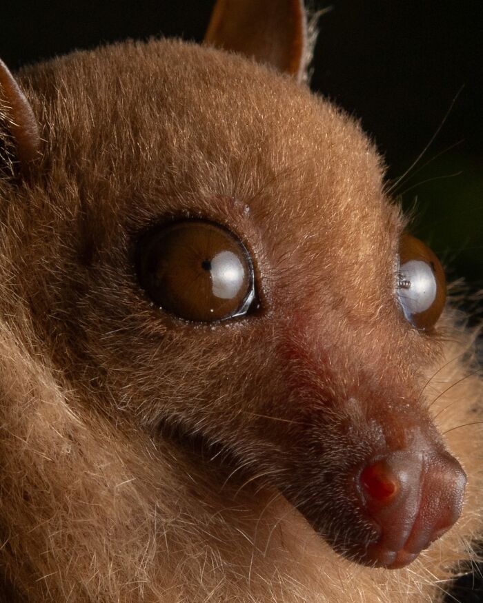 People Think Bats Are Scary, So This Scientist Took 30 Portraits To Prove Otherwise People Think Bats Are Scary, So This Scientist Took 30 Portraits To Prove Otherwise