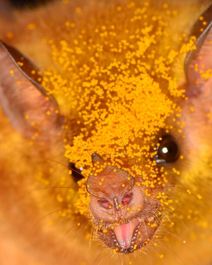 People Think Bats Are Scary, So This Scientist Took 30 Portraits To Prove Otherwise People Think Bats Are Scary, So This Scientist Took 30 Portraits To Prove Otherwise
