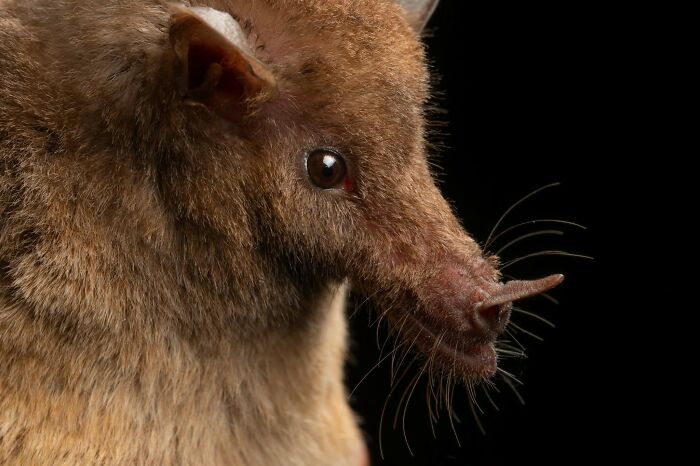 People Think Bats Are Scary, So This Scientist Took 30 Portraits To Prove Otherwise People Think Bats Are Scary, So This Scientist Took 30 Portraits To Prove Otherwise