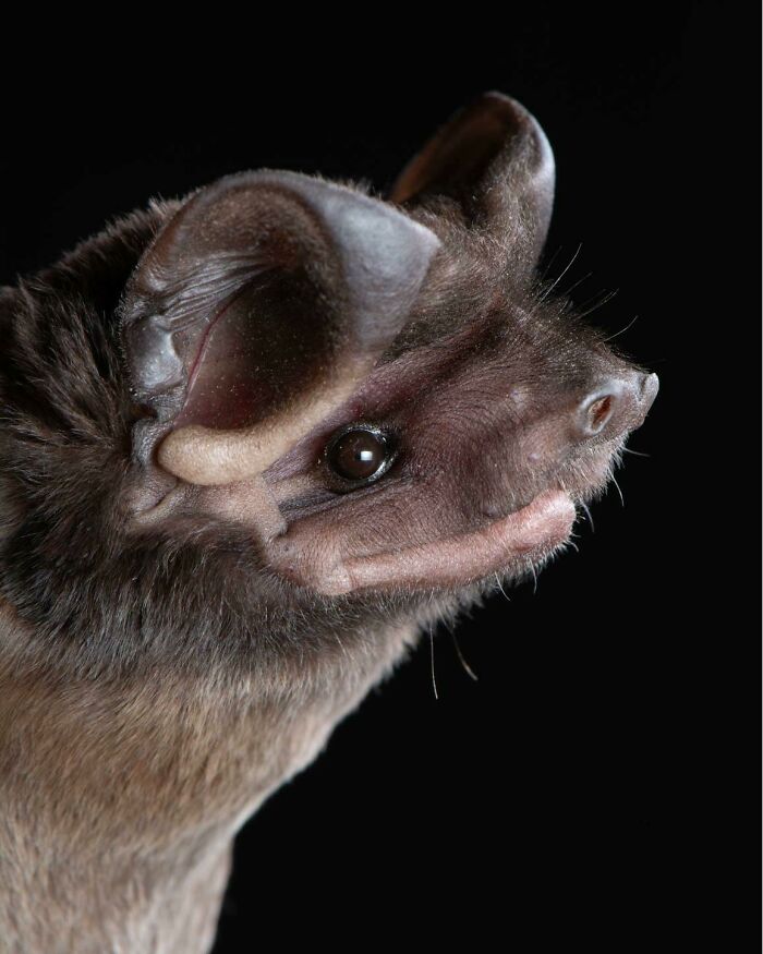 People Think Bats Are Scary, So This Scientist Took 30 Portraits To Prove Otherwise People Think Bats Are Scary, So This Scientist Took 30 Portraits To Prove Otherwise