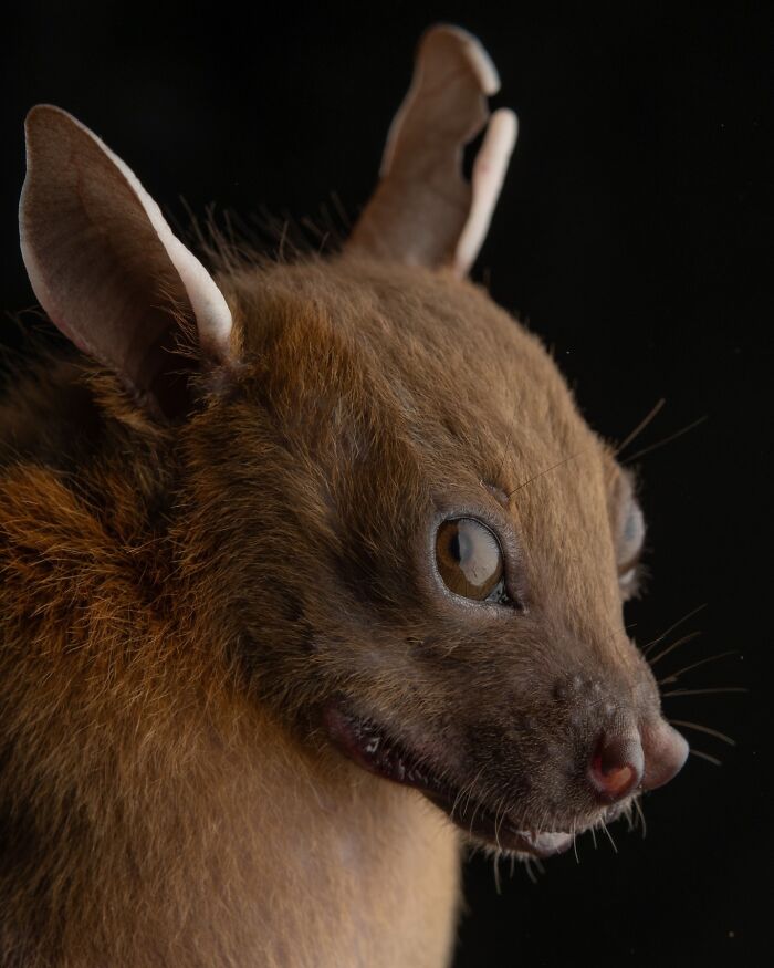 People Think Bats Are Scary, So This Scientist Took 30 Portraits To Prove Otherwise People Think Bats Are Scary, So This Scientist Took 30 Portraits To Prove Otherwise