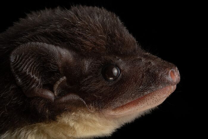 People Think Bats Are Scary, So This Scientist Took 30 Portraits To Prove Otherwise People Think Bats Are Scary, So This Scientist Took 30 Portraits To Prove Otherwise