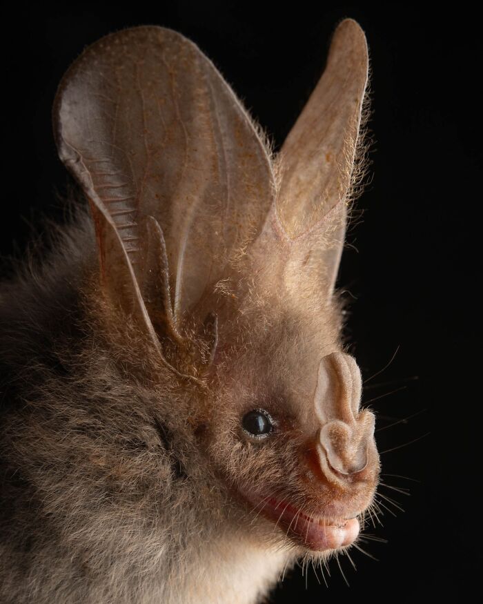 People Think Bats Are Scary, So This Scientist Took 30 Portraits To Prove Otherwise People Think Bats Are Scary, So This Scientist Took 30 Portraits To Prove Otherwise