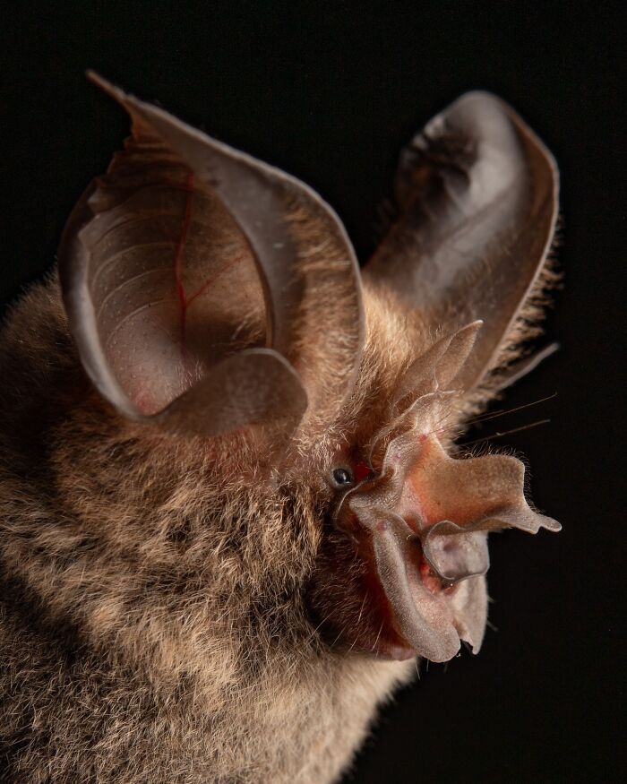 People Think Bats Are Scary, So This Scientist Took 30 Portraits To Prove Otherwise People Think Bats Are Scary, So This Scientist Took 30 Portraits To Prove Otherwise