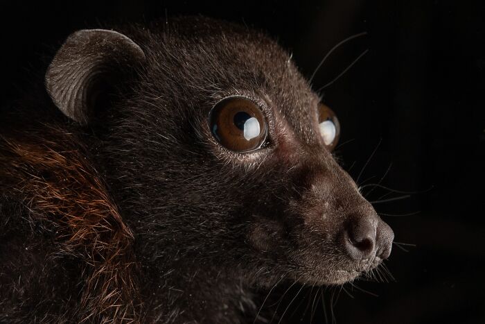 People Think Bats Are Scary, So This Scientist Took 30 Portraits To Prove Otherwise People Think Bats Are Scary, So This Scientist Took 30 Portraits To Prove Otherwise