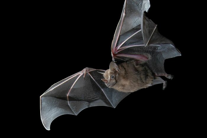 People Think Bats Are Scary, So This Scientist Took 30 Portraits To Prove Otherwise People Think Bats Are Scary, So This Scientist Took 30 Portraits To Prove Otherwise