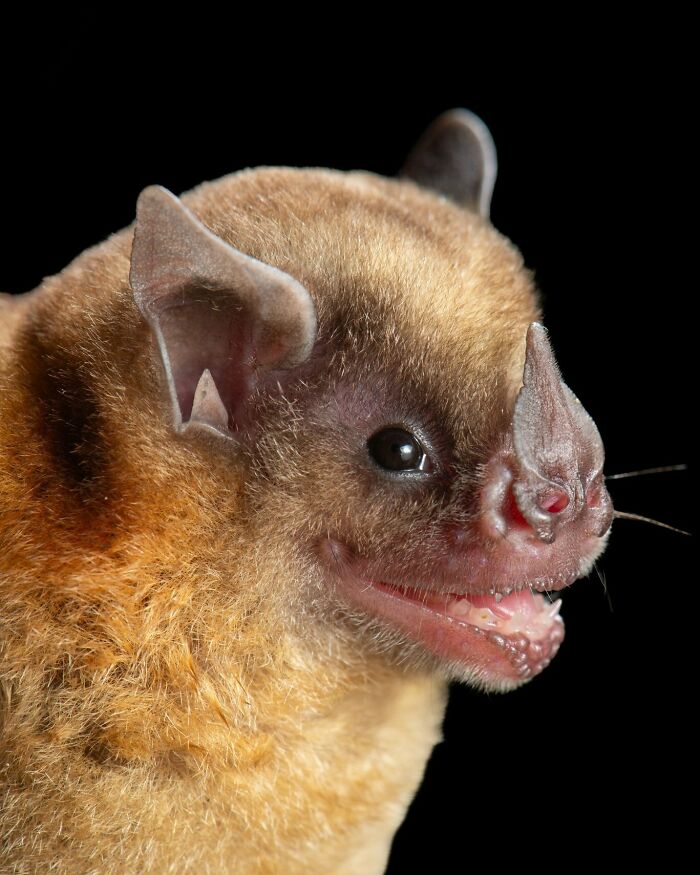 People Think Bats Are Scary, So This Scientist Took 30 Portraits To Prove Otherwise People Think Bats Are Scary, So This Scientist Took 30 Portraits To Prove Otherwise