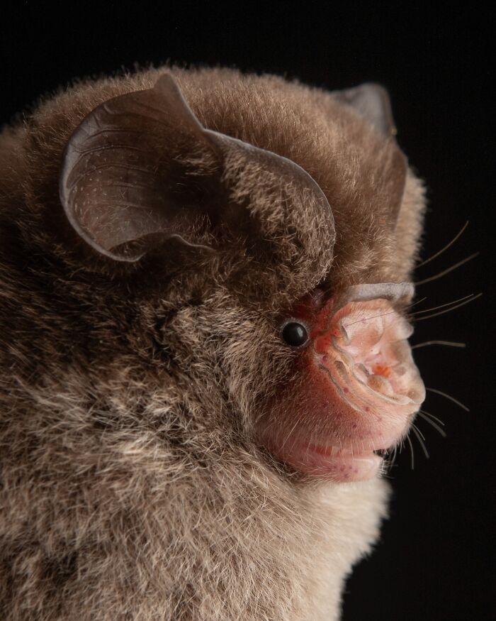 People Think Bats Are Scary, So This Scientist Took 30 Portraits To Prove Otherwise People Think Bats Are Scary, So This Scientist Took 30 Portraits To Prove Otherwise