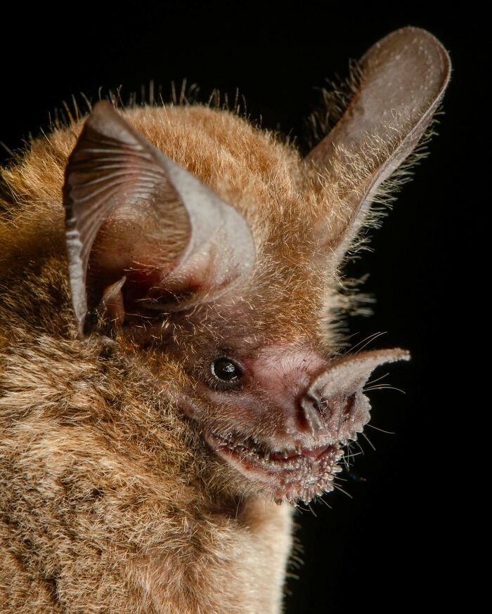 People Think Bats Are Scary, So This Scientist Took 30 Portraits To Prove Otherwise People Think Bats Are Scary, So This Scientist Took 30 Portraits To Prove Otherwise