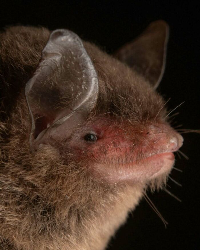 People Think Bats Are Scary, So This Scientist Took 30 Portraits To Prove Otherwise People Think Bats Are Scary, So This Scientist Took 30 Portraits To Prove Otherwise