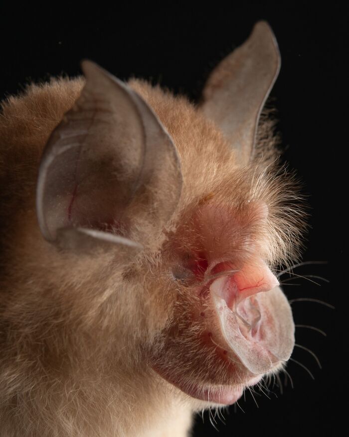 People Think Bats Are Scary, So This Scientist Took 30 Portraits To Prove Otherwise People Think Bats Are Scary, So This Scientist Took 30 Portraits To Prove Otherwise