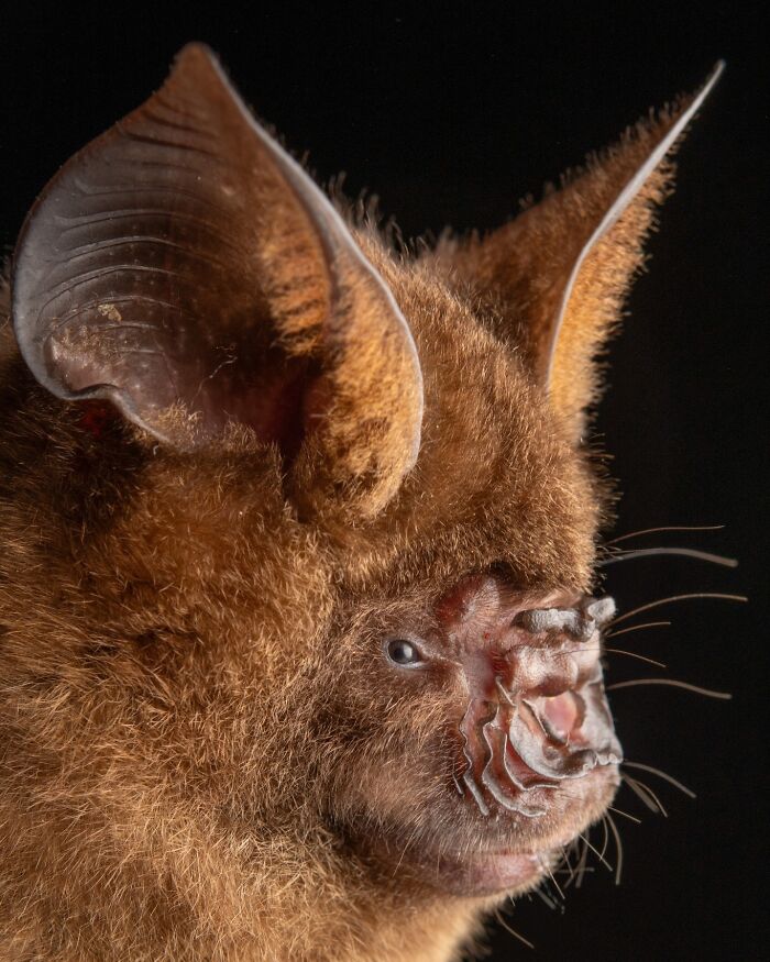 People Think Bats Are Scary, So This Scientist Took 30 Portraits To Prove Otherwise People Think Bats Are Scary, So This Scientist Took 30 Portraits To Prove Otherwise