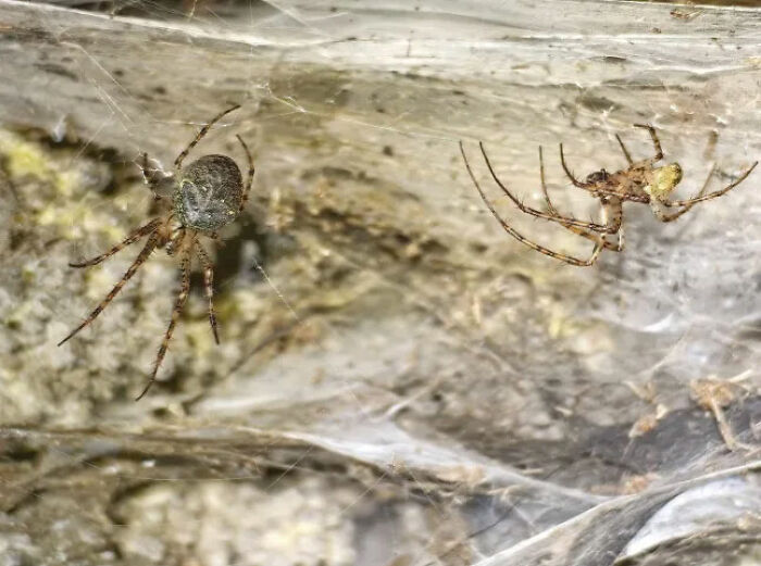 World’s Largest Spider Web Found In Albania, And Arachnophobes Are Calling It “Nightmare Fuel” World’s Largest Spider Web Found In Albania, And Arachnophobes Are Calling It “Nightmare Fuel”