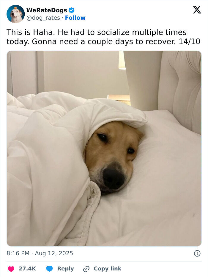 80 Dogs That Were So Adorable Even ‘We Rate Dogs’ Had To Break The Scale (New Pics)