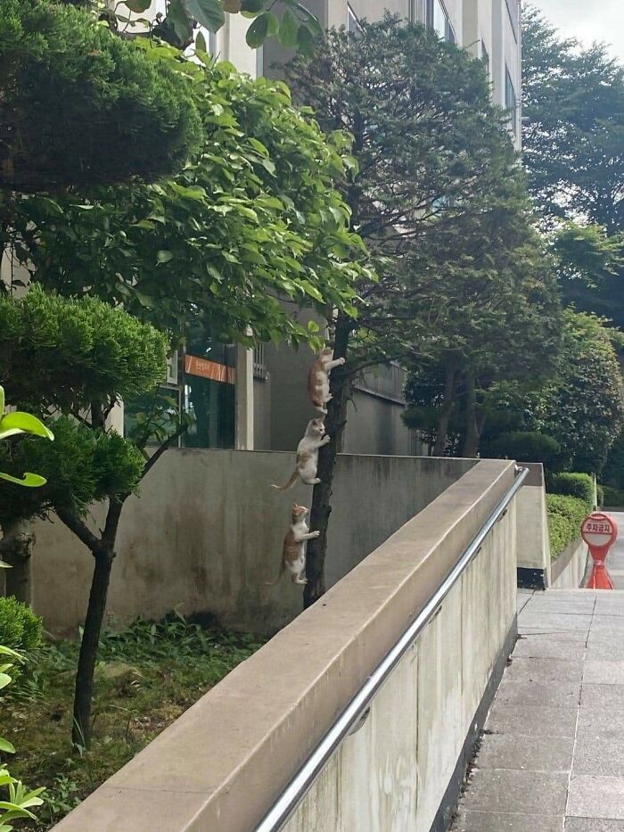 42 Pictures Of Animals Who Woke Up And Chose Nonsense 42 Pictures Of Animals Who Woke Up And Chose Nonsense