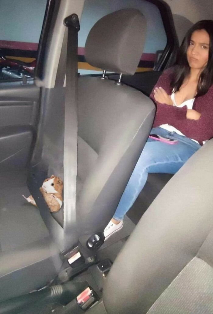 42 Pictures Of Animals Who Woke Up And Chose Nonsense 42 Pictures Of Animals Who Woke Up And Chose Nonsense