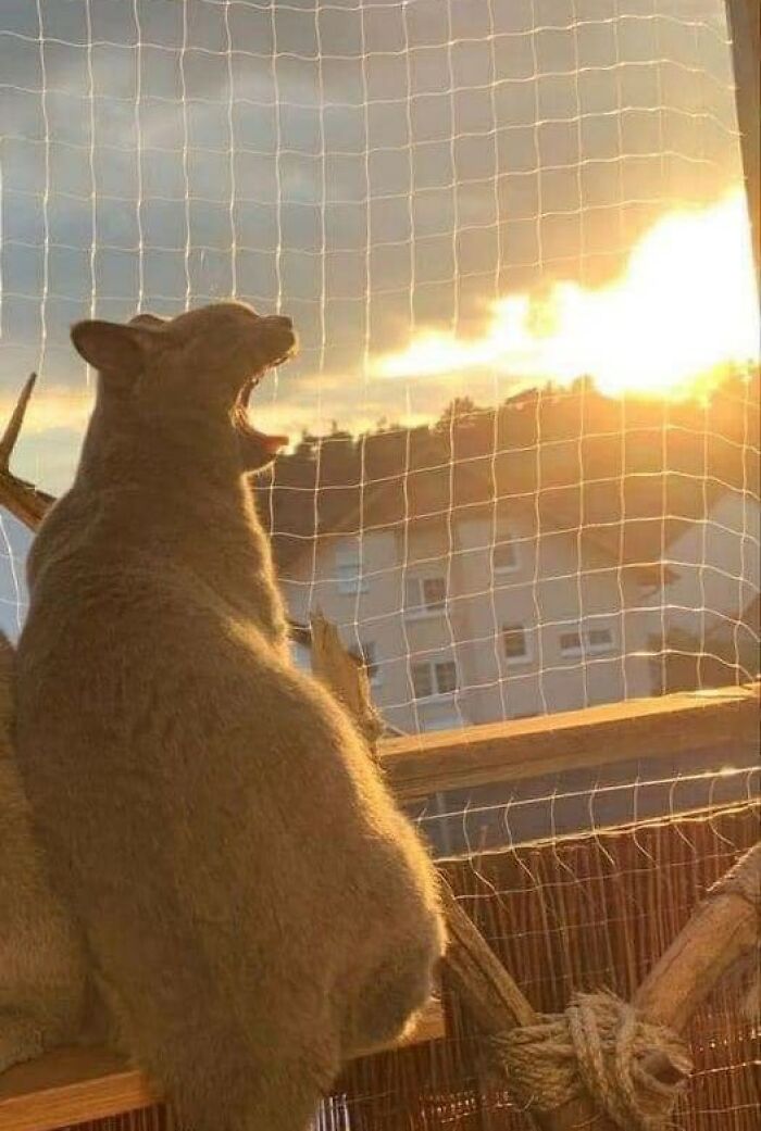 42 Pictures Of Animals Who Woke Up And Chose Nonsense 42 Pictures Of Animals Who Woke Up And Chose Nonsense