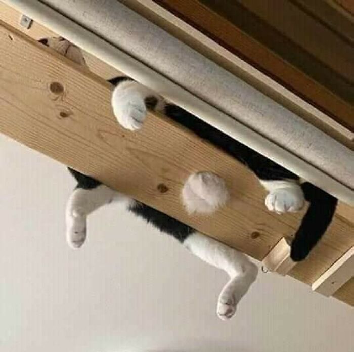 42 Pictures Of Animals Who Woke Up And Chose Nonsense 42 Pictures Of Animals Who Woke Up And Chose Nonsense