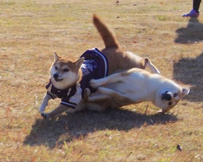 42 Pictures Of Animals Who Woke Up And Chose Nonsense 42 Pictures Of Animals Who Woke Up And Chose Nonsense