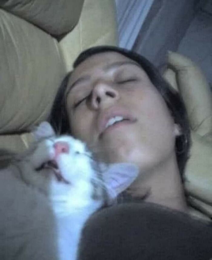 42 Pictures Of Animals Who Woke Up And Chose Nonsense 42 Pictures Of Animals Who Woke Up And Chose Nonsense