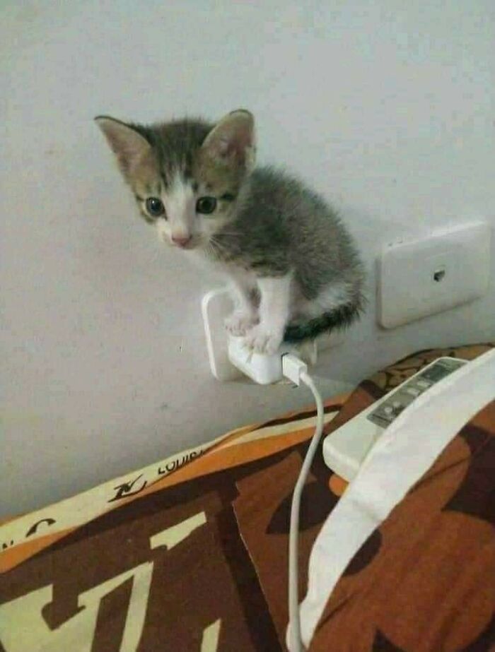 42 Pictures Of Animals Who Woke Up And Chose Nonsense 42 Pictures Of Animals Who Woke Up And Chose Nonsense