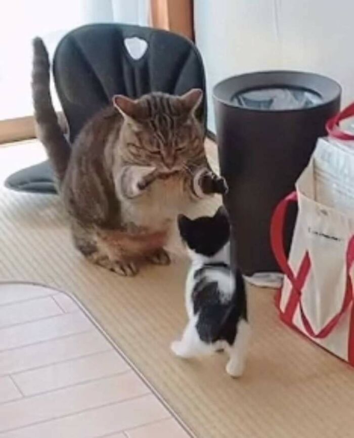 42 Pictures Of Animals Who Woke Up And Chose Nonsense 42 Pictures Of Animals Who Woke Up And Chose Nonsense