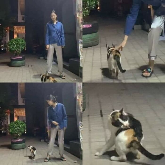 42 Pictures Of Animals Who Woke Up And Chose Nonsense 42 Pictures Of Animals Who Woke Up And Chose Nonsense