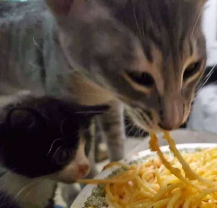 42 Pictures Of Animals Who Woke Up And Chose Nonsense 42 Pictures Of Animals Who Woke Up And Chose Nonsense